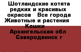 Шотландские котята редких и красивых  окрасов - Все города Животные и растения » Кошки   . Архангельская обл.,Северодвинск г.